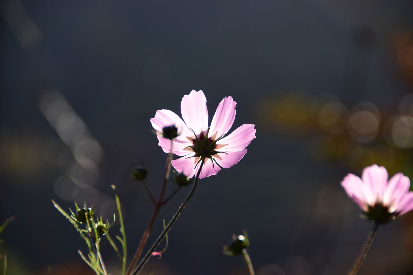 Nikon D7200 sample photo. Flowers, nature, plants photography