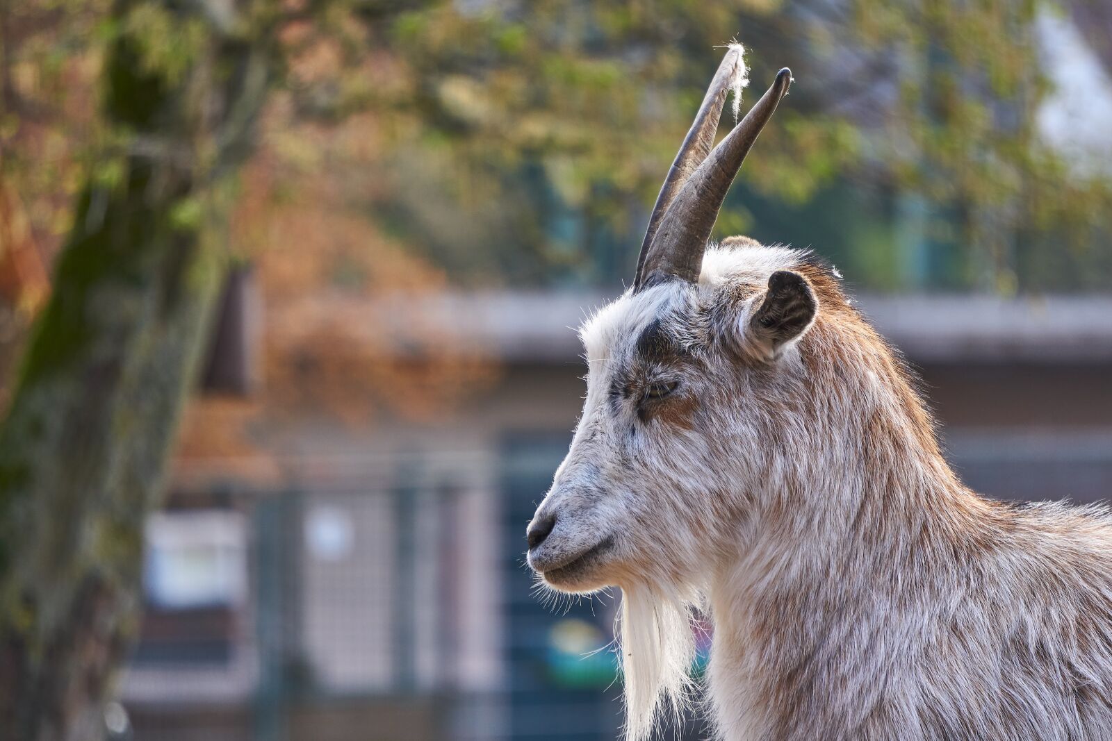 Sony E 55-210mm F4.5-6.3 OSS sample photo. Goat, goats, zoo photography