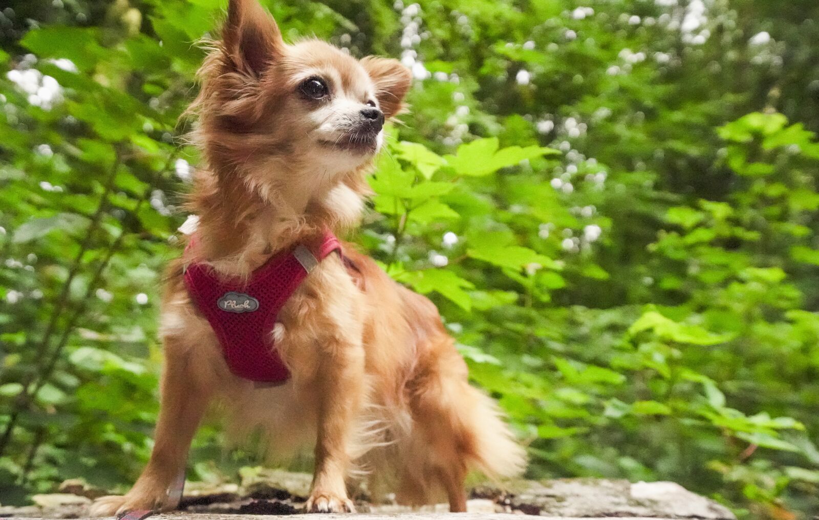 Sony a7 III + Sony Vario-Tessar T* FE 16-35mm F4 ZA OSS sample photo. Chihuahua, forest, dog in photography