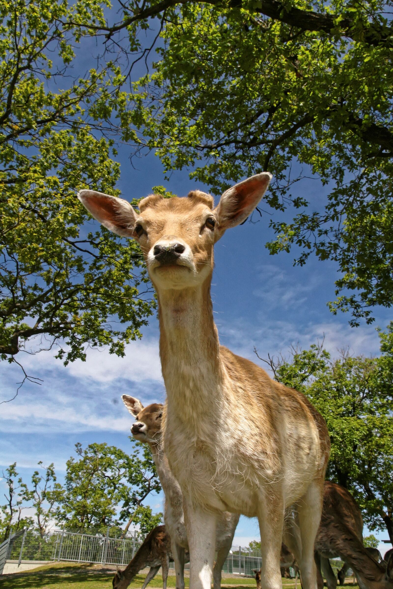 Canon EOS 30D sample photo. Roe deer, wild, fallow photography