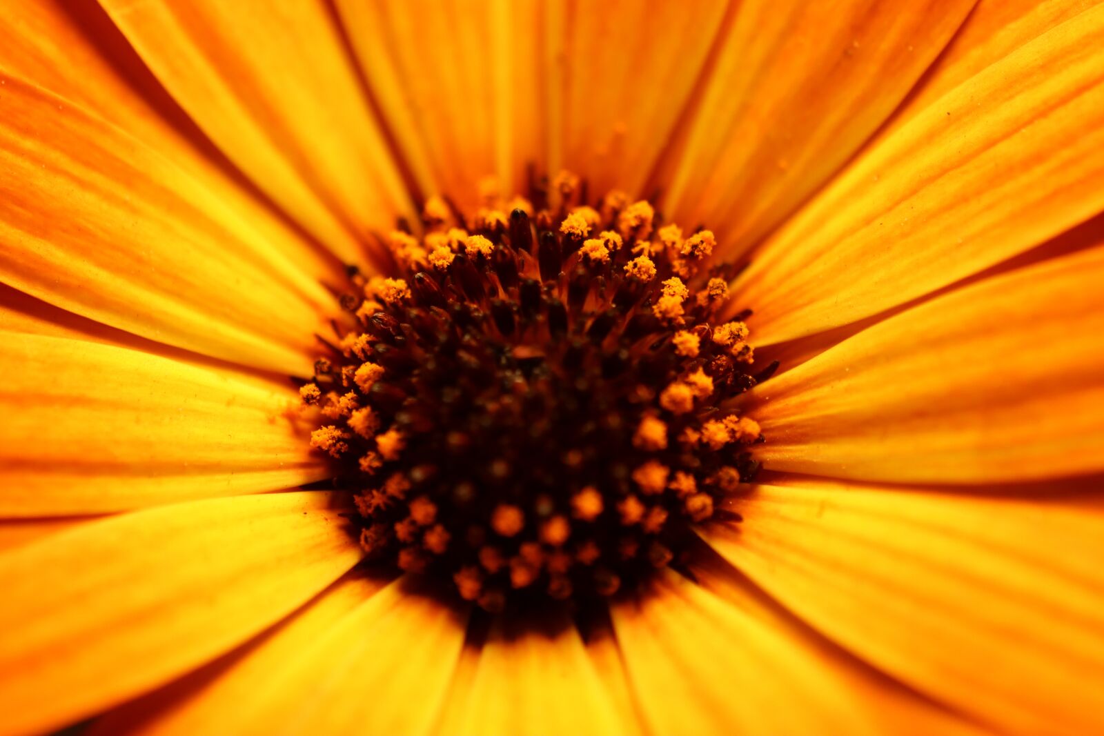 Canon EOS 90D sample photo. Flower, blossom, bloom photography