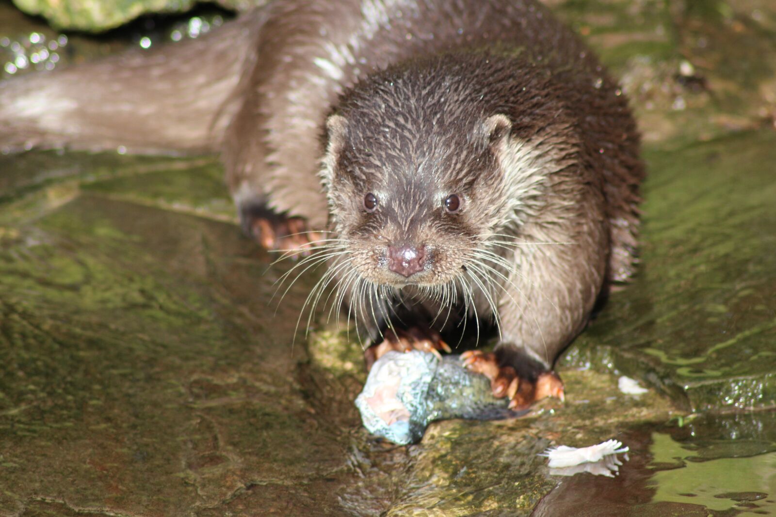 Canon EOS 700D (EOS Rebel T5i / EOS Kiss X7i) sample photo. Otter, water, animal photography