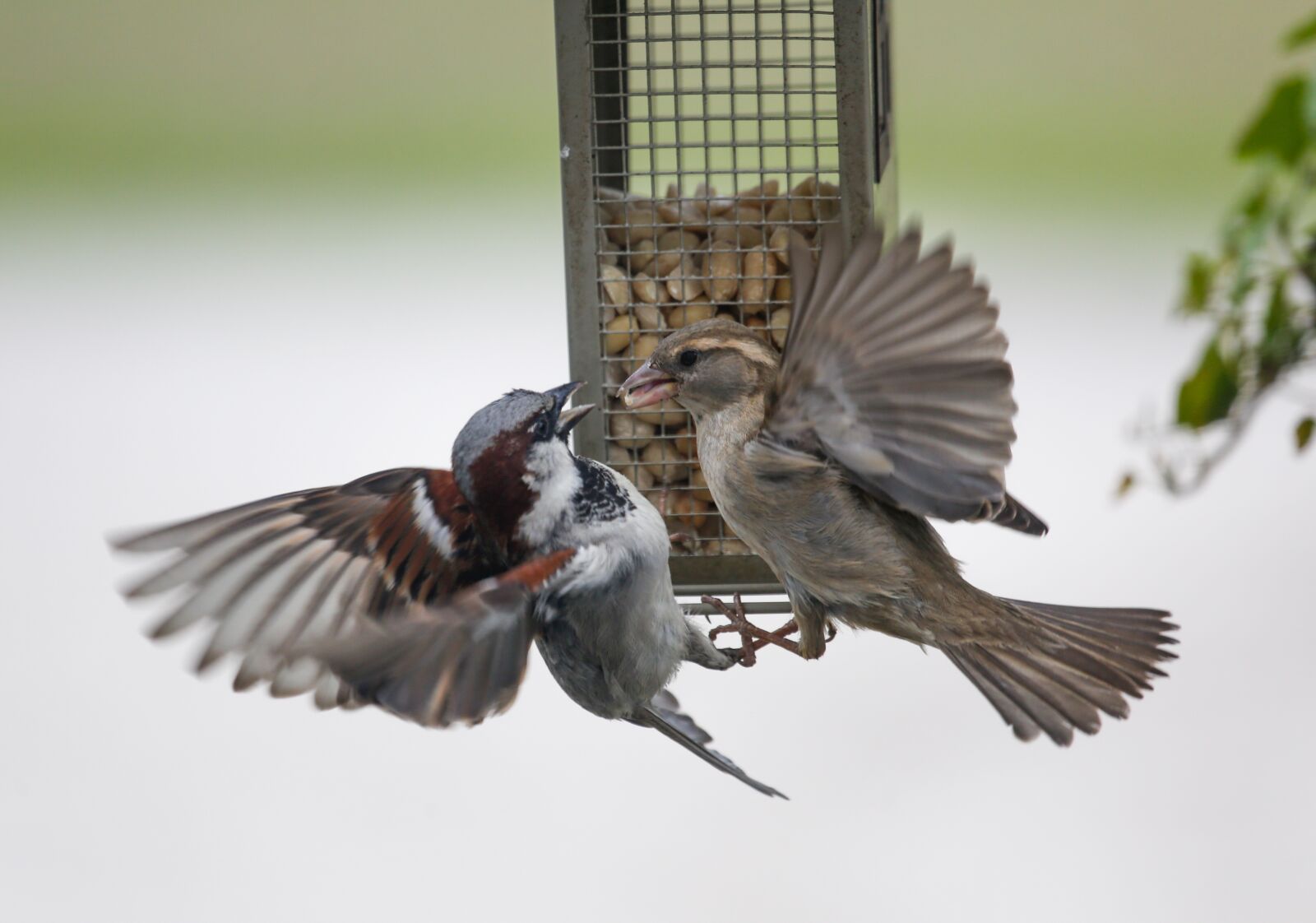 Canon EF 100-400mm F4.5-5.6L IS USM sample photo. Sparrow, sperling, bird photography