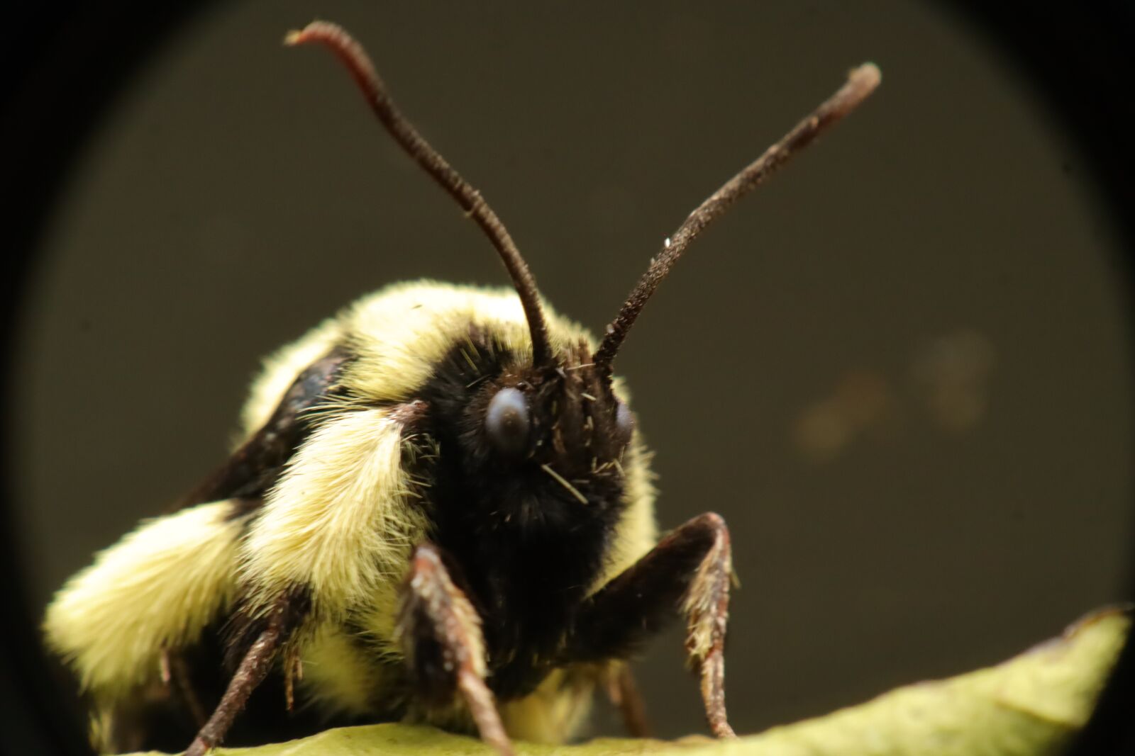 Canon EF-M 15-45mm F3.5-6.3 IS STM sample photo. Insects, nature, bumblebees photography