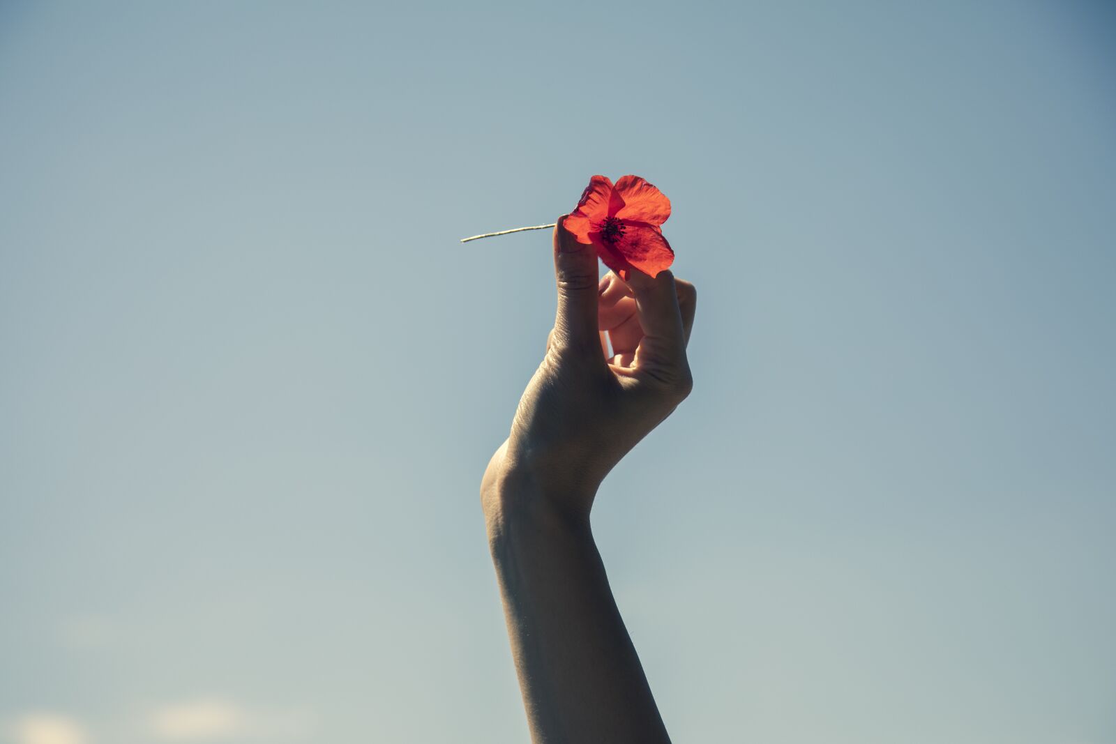 Canon EOS 5D Mark IV sample photo. Flower, red, el photography