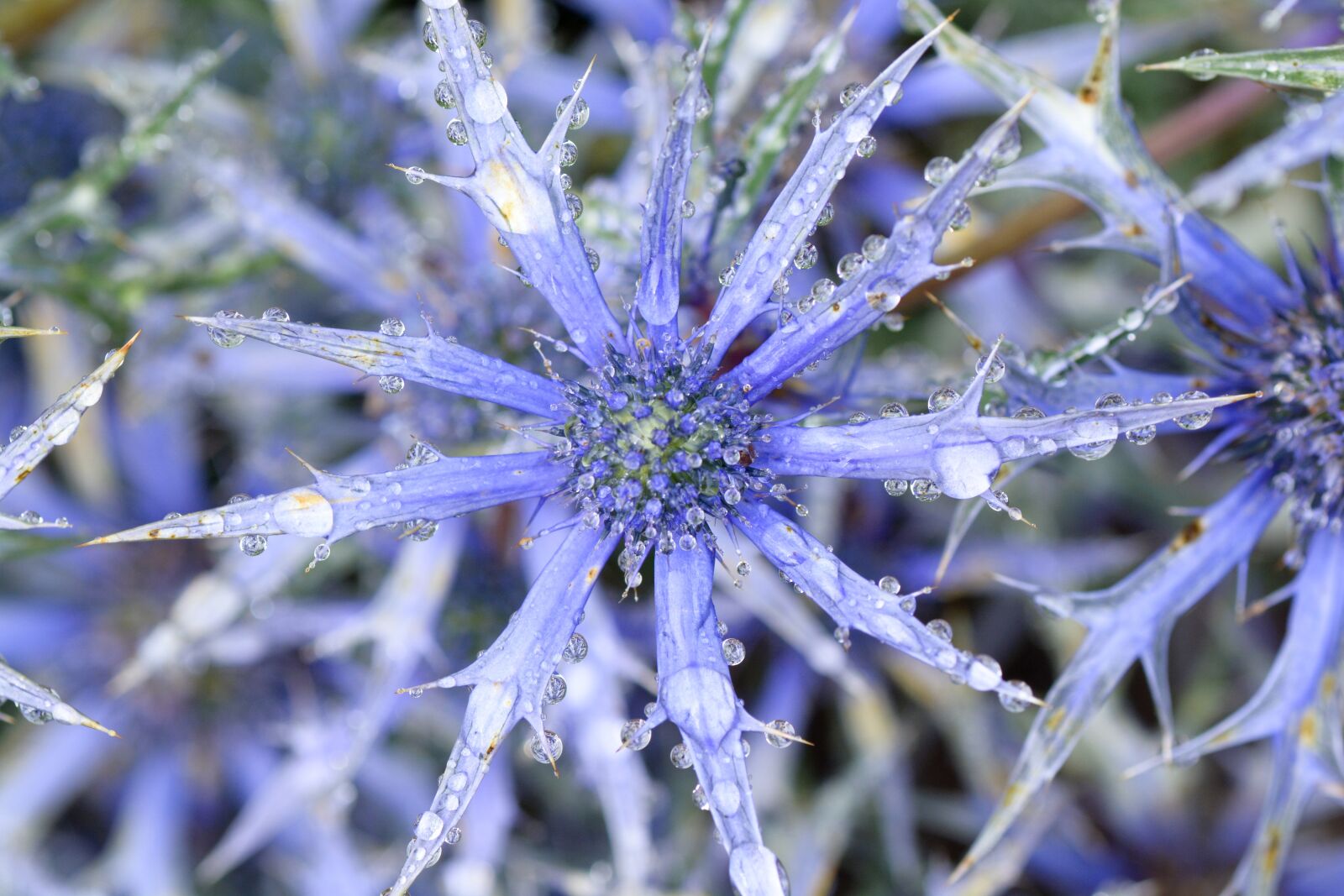 Nikon D7100 sample photo. Macro, flower, garden photography