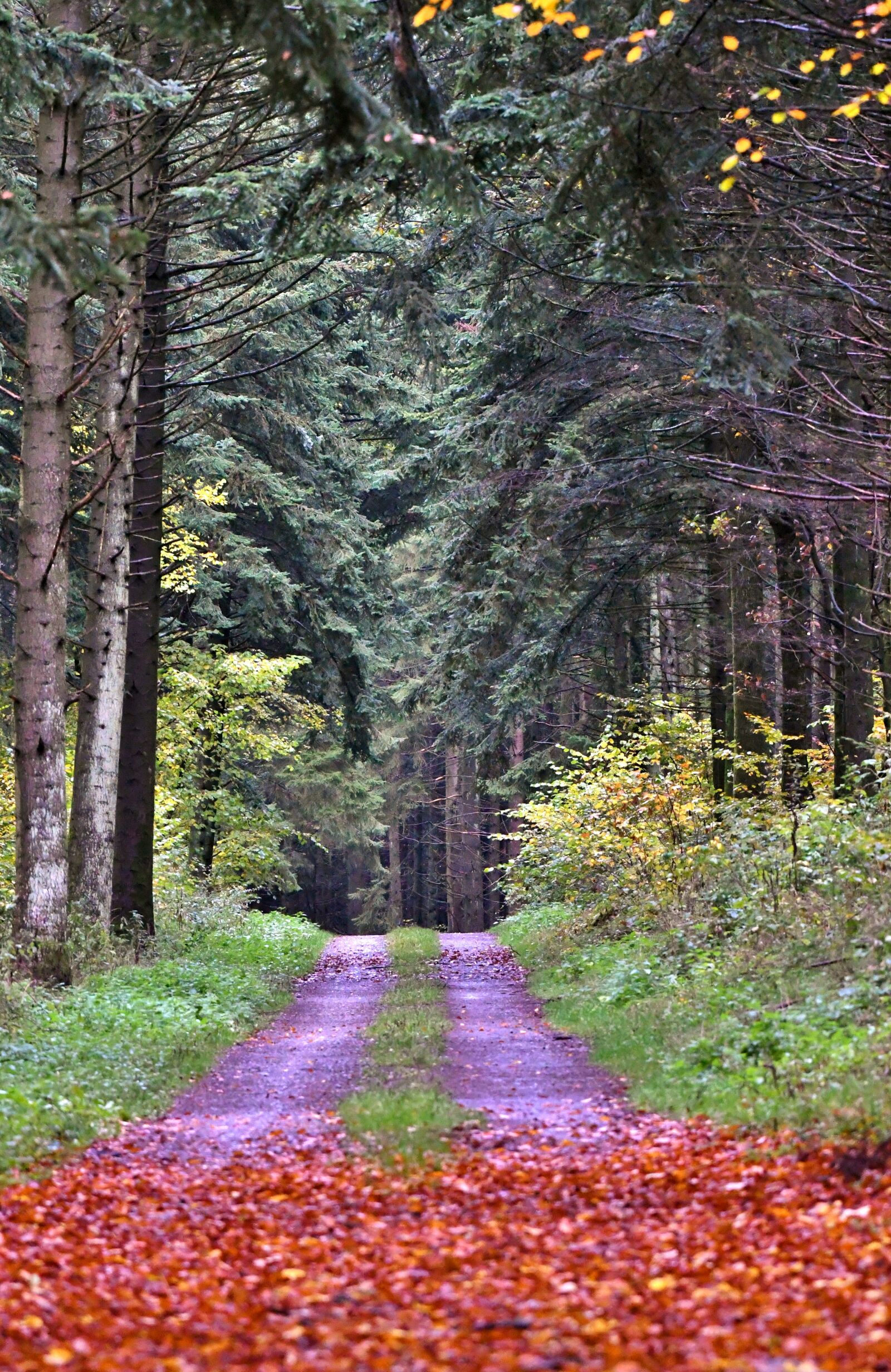 Nikon D500 sample photo. Forest path, autumn, forest photography