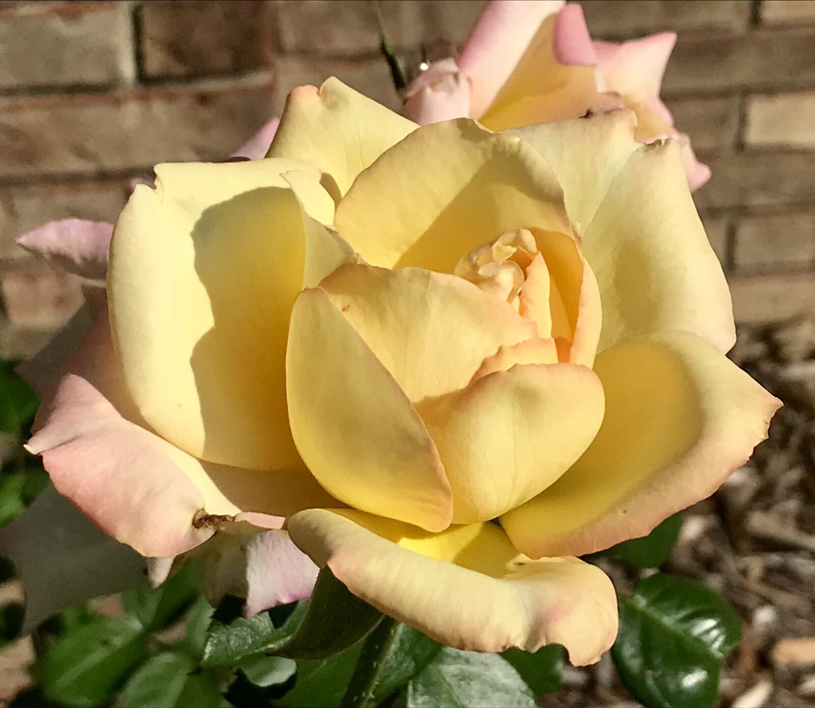 iPhone 7 back camera 3.99mm f/1.8 sample photo. Rose, yellow, flower photography
