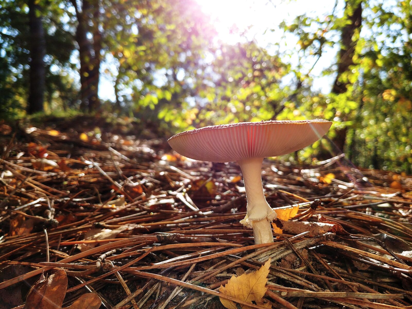 LG G6 sample photo. Autumn, colours, blurred, background photography
