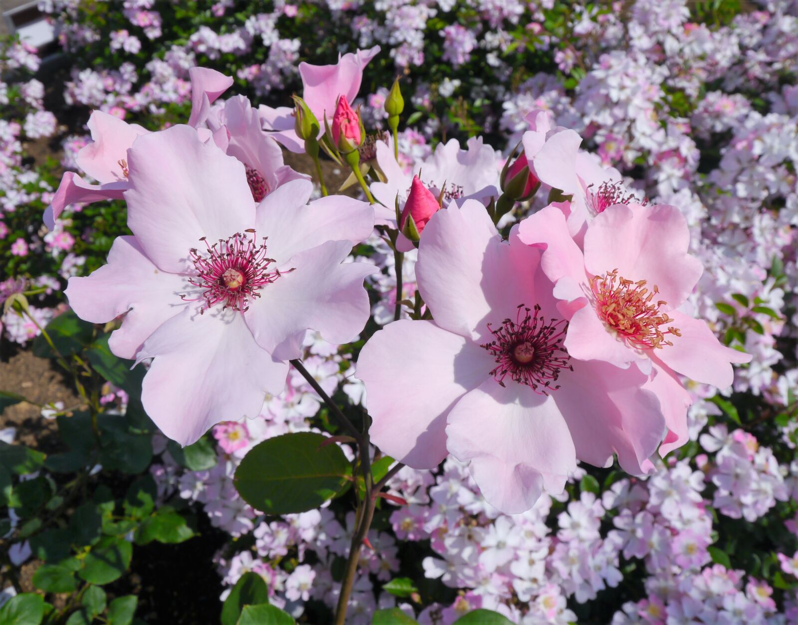 Panasonic Lumix DMC-GX1 sample photo. Verny park, rose, pink photography