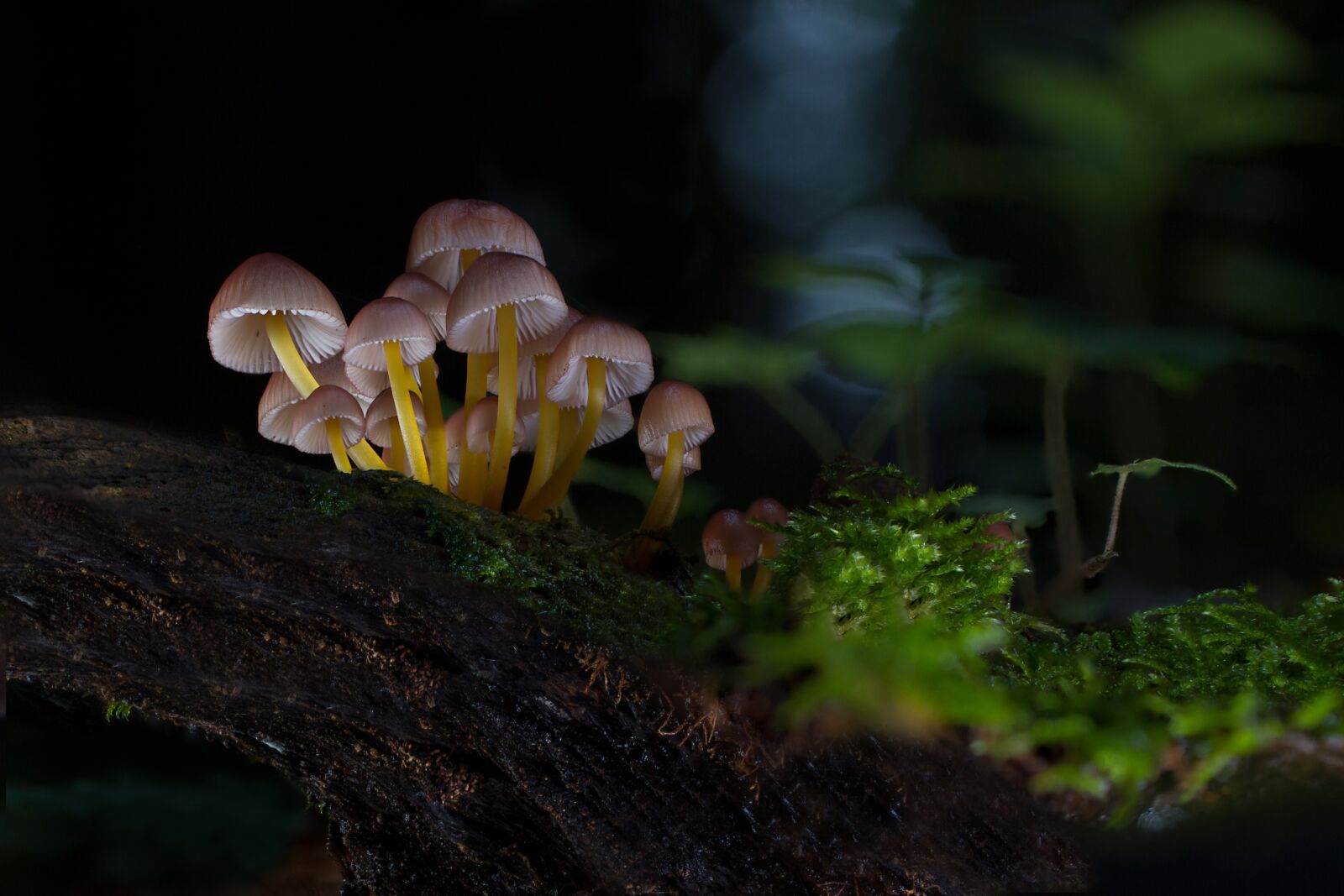 Tamron SP AF 60mm F2 Di II LD IF Macro sample photo. Mushroom, mushrooms, sponge photography