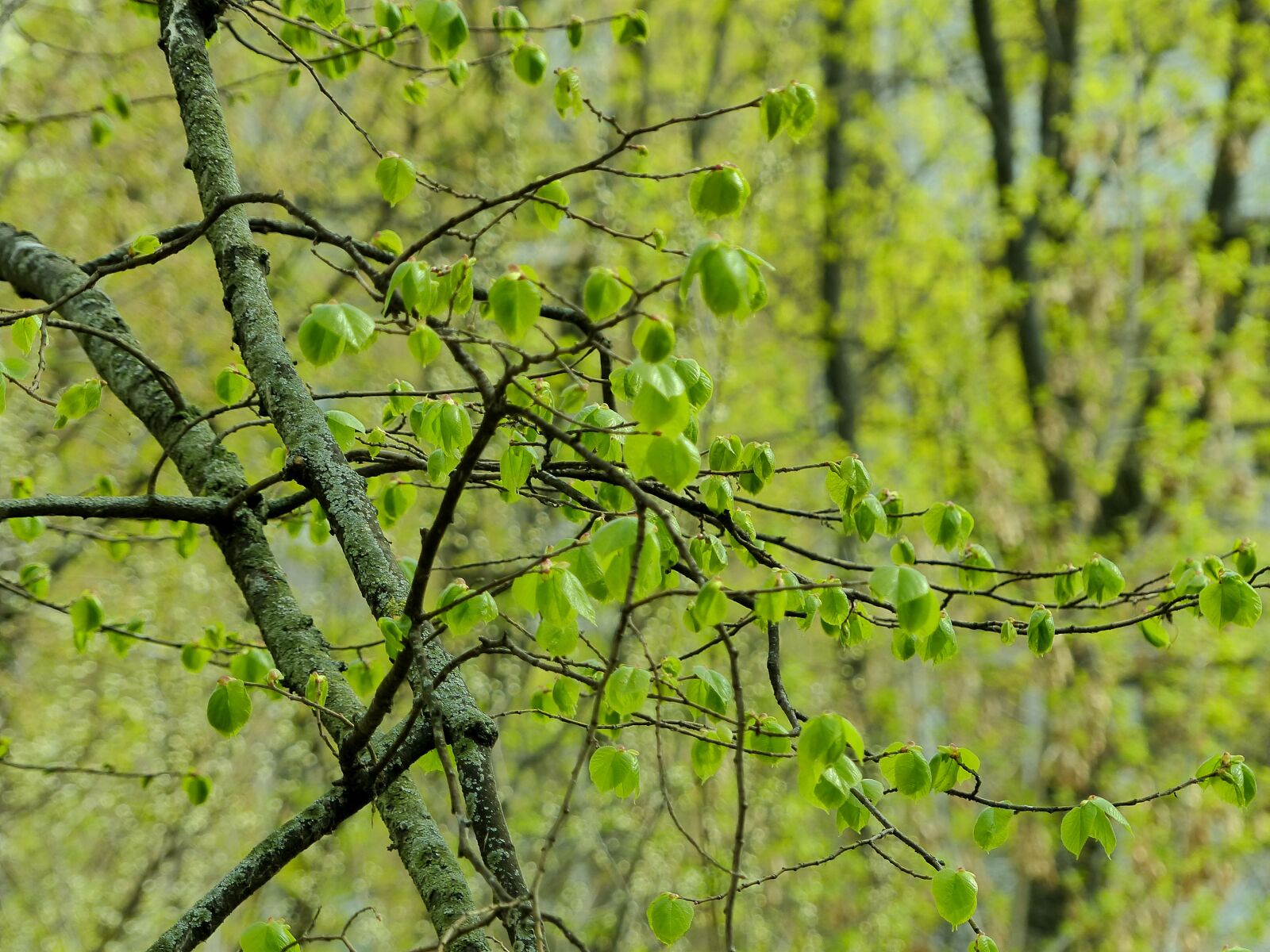Panasonic Lumix DMC-FZ200 sample photo. Spring, linden, young foliage photography