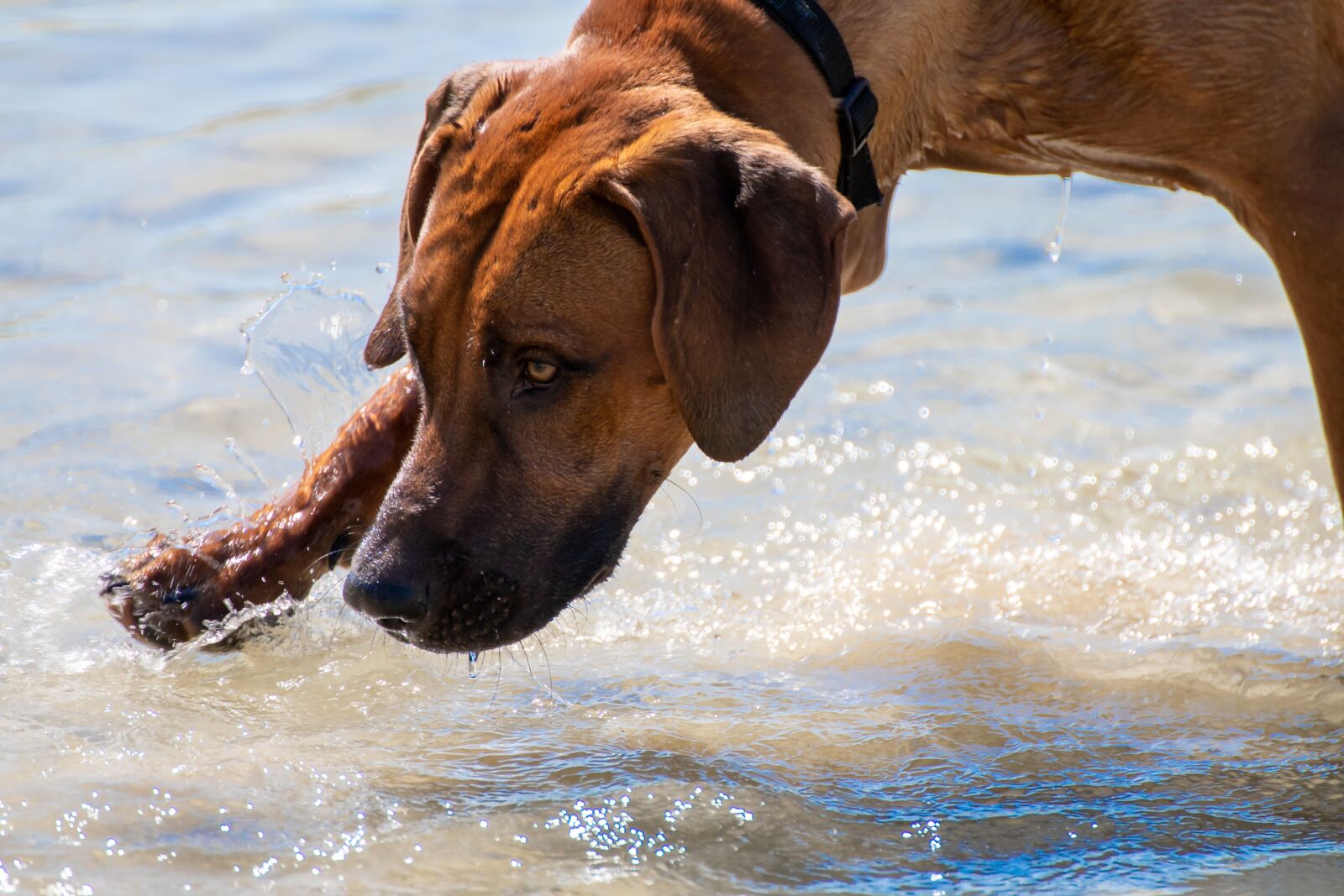 Canon EOS 200D (EOS Rebel SL2 / EOS Kiss X9) sample photo. Rhodesian ridgeback, dog, water photography