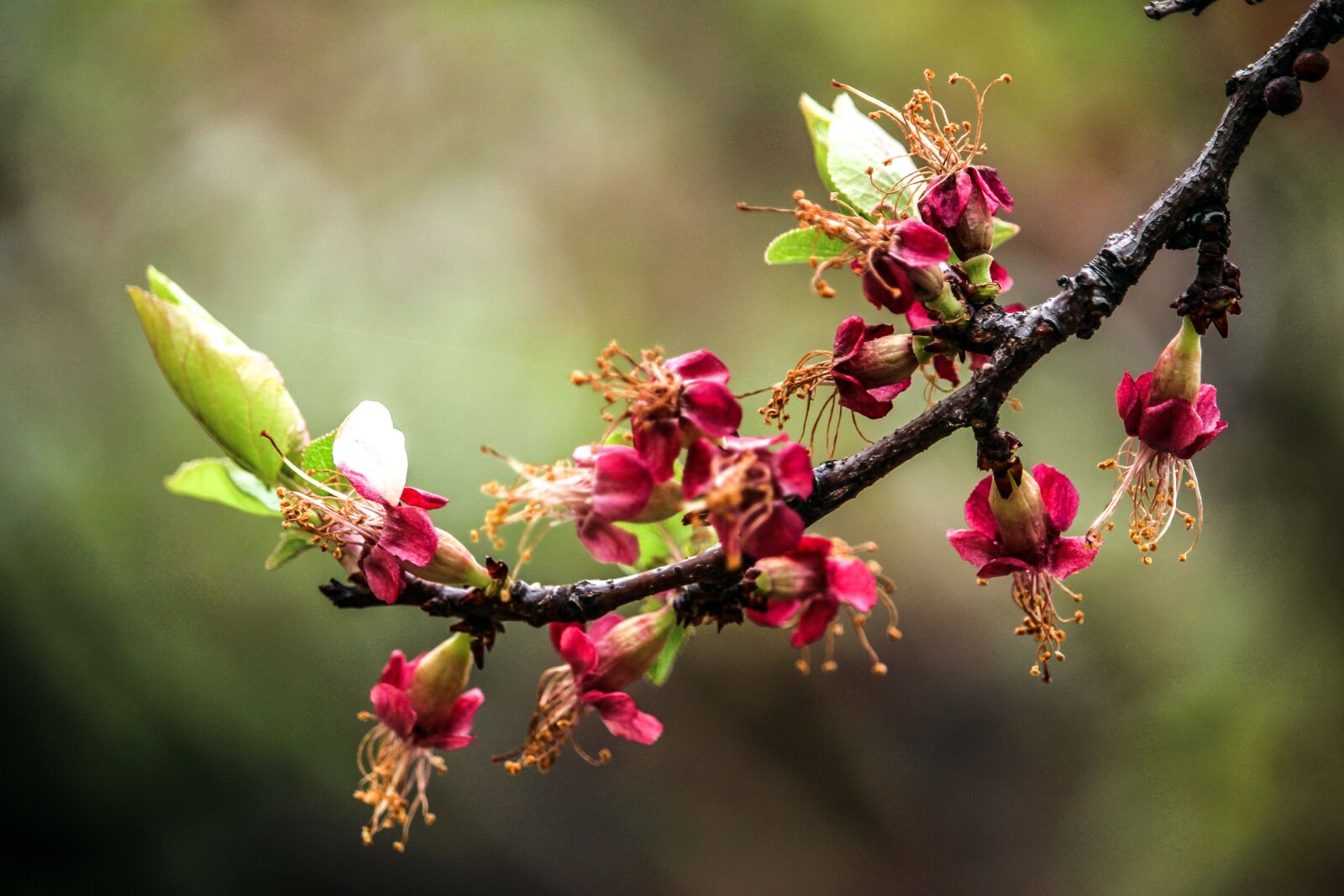 Canon EOS 100D (EOS Rebel SL1 / EOS Kiss X7) sample photo. Floral, blossom, spring photography