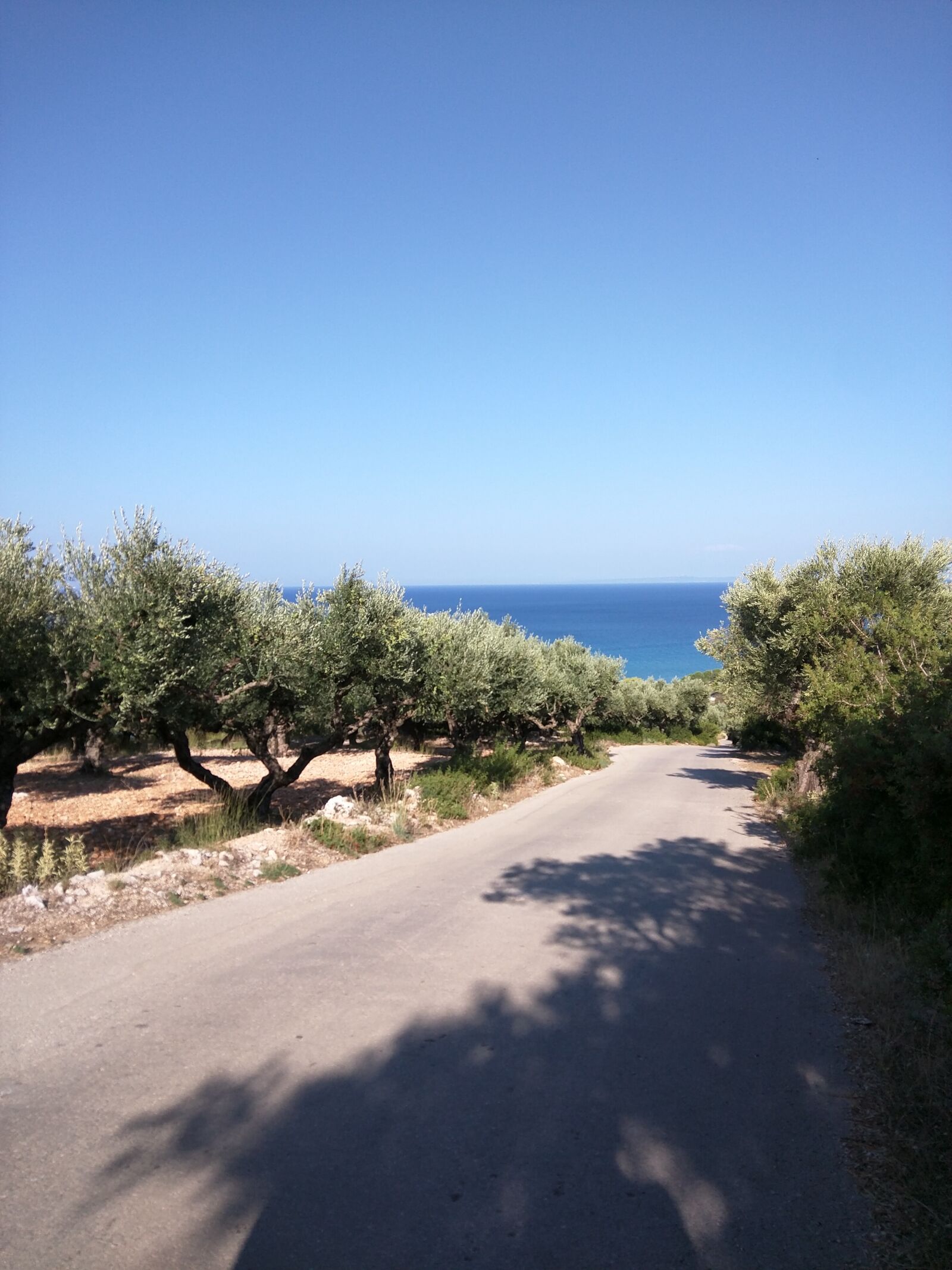 Motorola Nexus 6 sample photo. The olives, way, sea photography