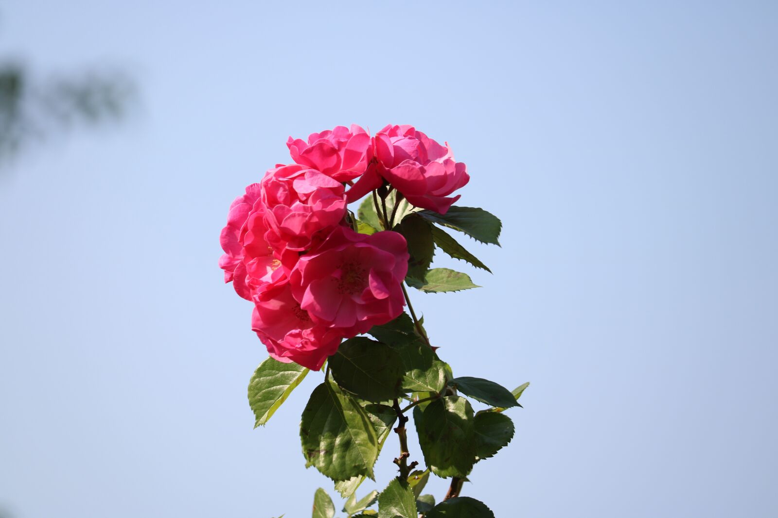 Canon EOS 750D (EOS Rebel T6i / EOS Kiss X8i) sample photo. Rose, the sky, trails photography