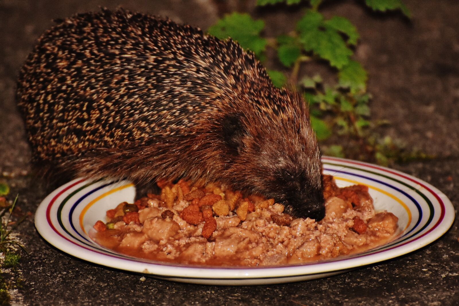Nikon D7200 sample photo. Hedgehog, animal, spur photography