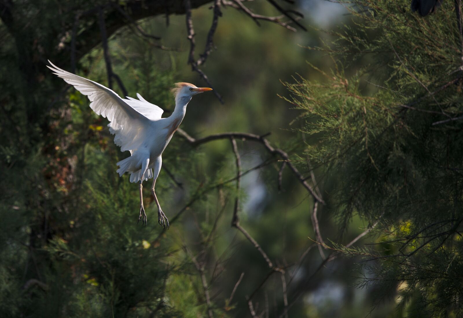 Nikon D750 sample photo. Heron, guard beef, camargue photography