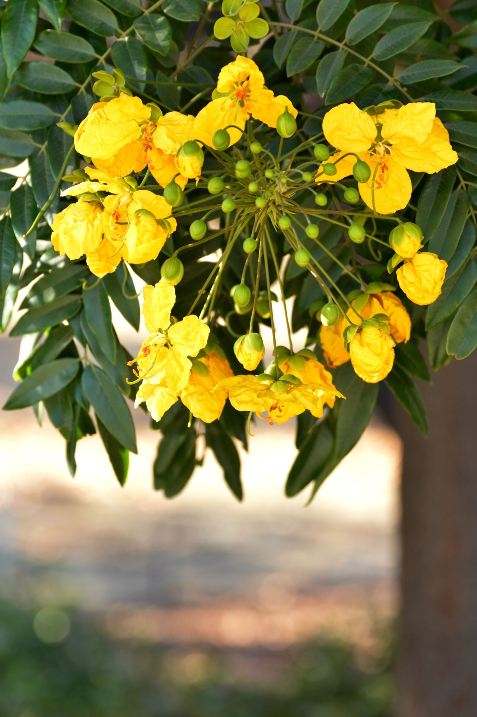 Nikon D3200 sample photo. Flowers, yellow, nature photography