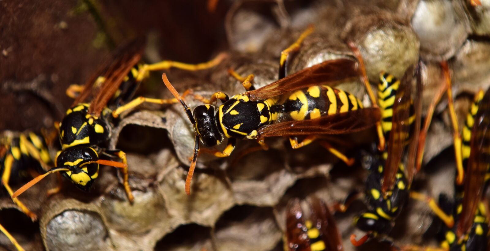Nikon D3300 sample photo. Wasps, the hive, combs photography