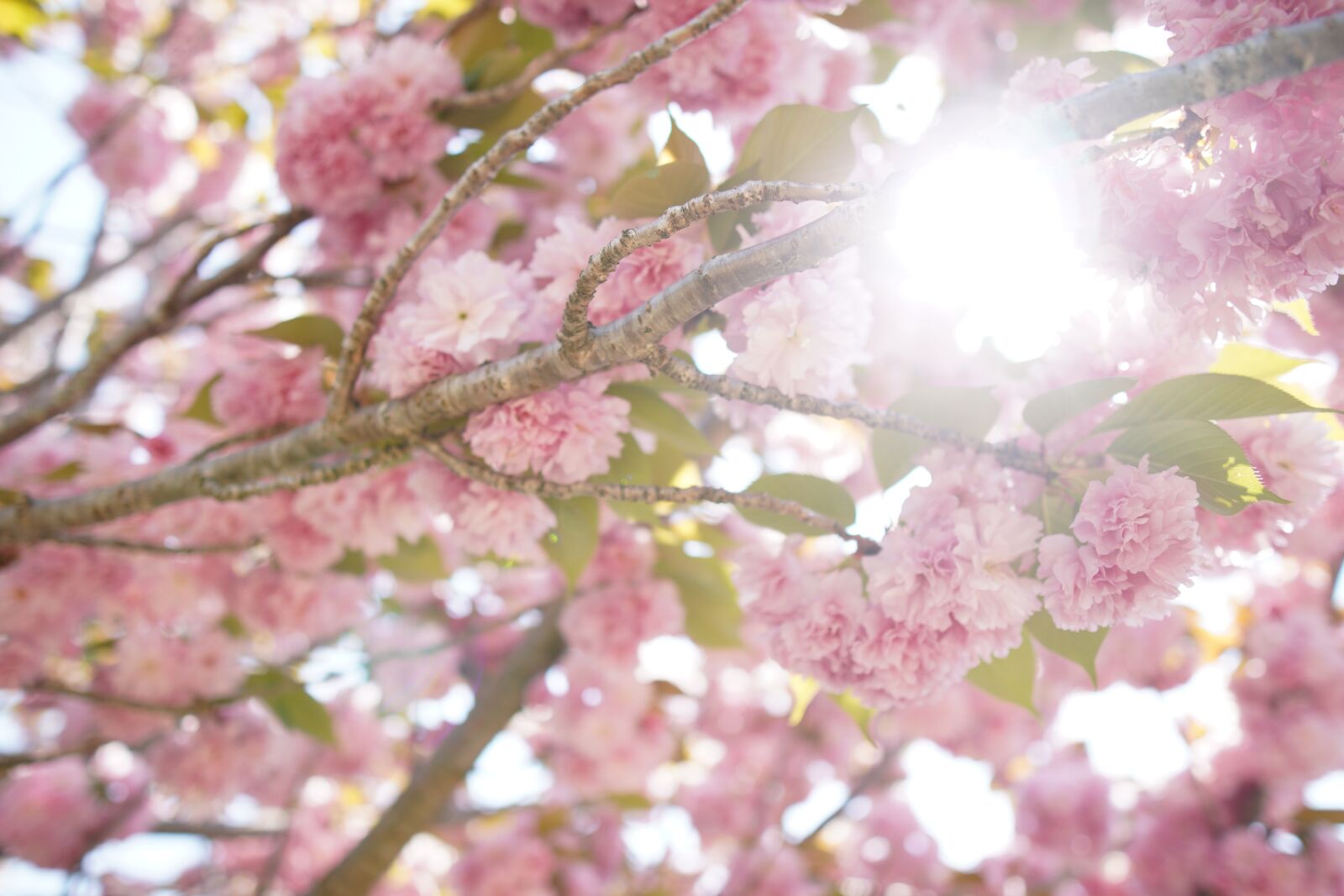 Sony a6400 + Sigma 16mm F1.4 DC DN | C sample photo. Spring, cherry blossoms, double photography