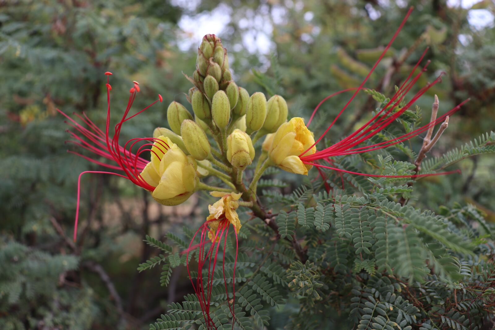 Canon EOS 800D (EOS Rebel T7i / EOS Kiss X9i) sample photo. Flowers, stamens red, yellow photography