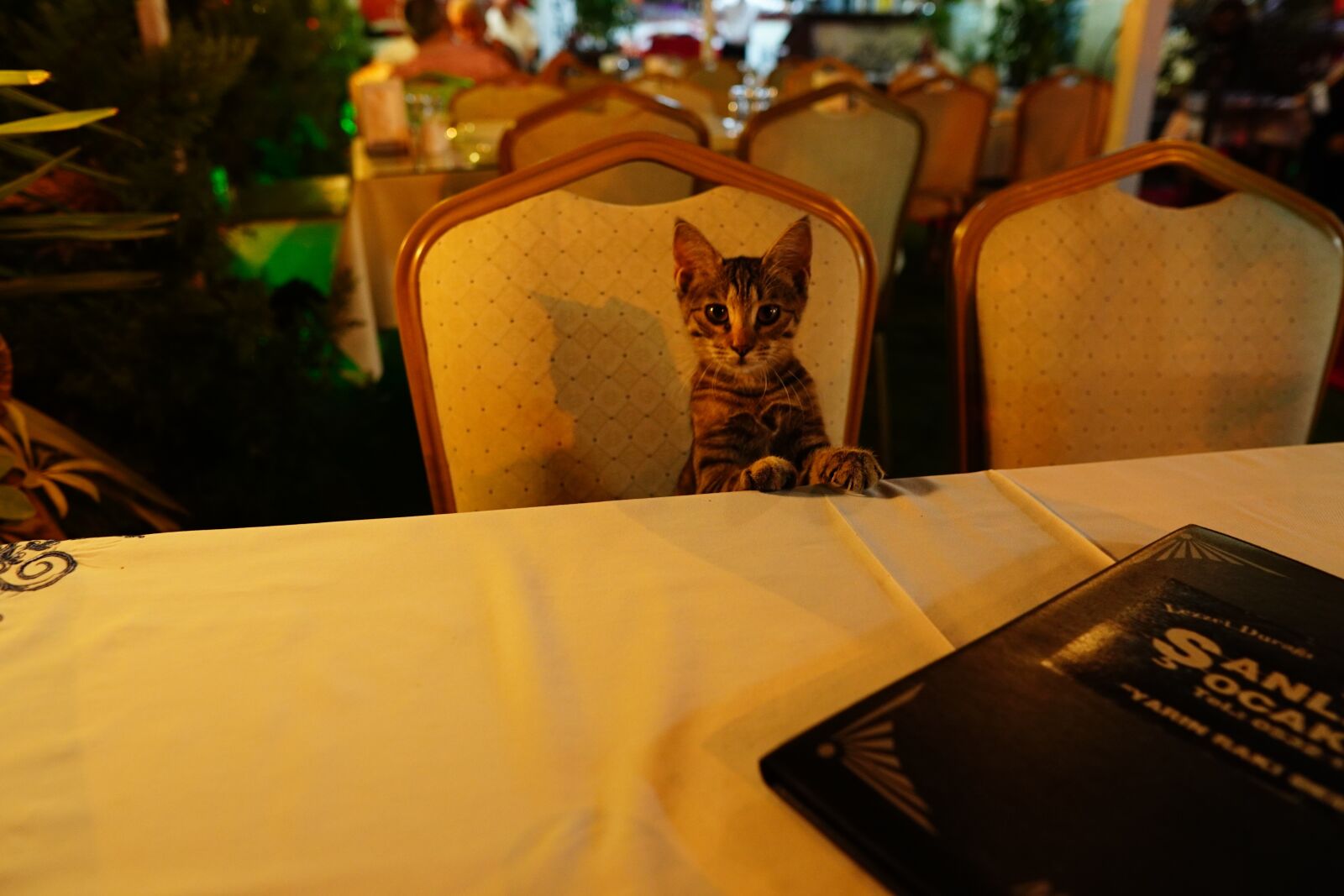 Sigma 16mm F1.4 DC DN | C sample photo. Curious, cat, restaurant photography