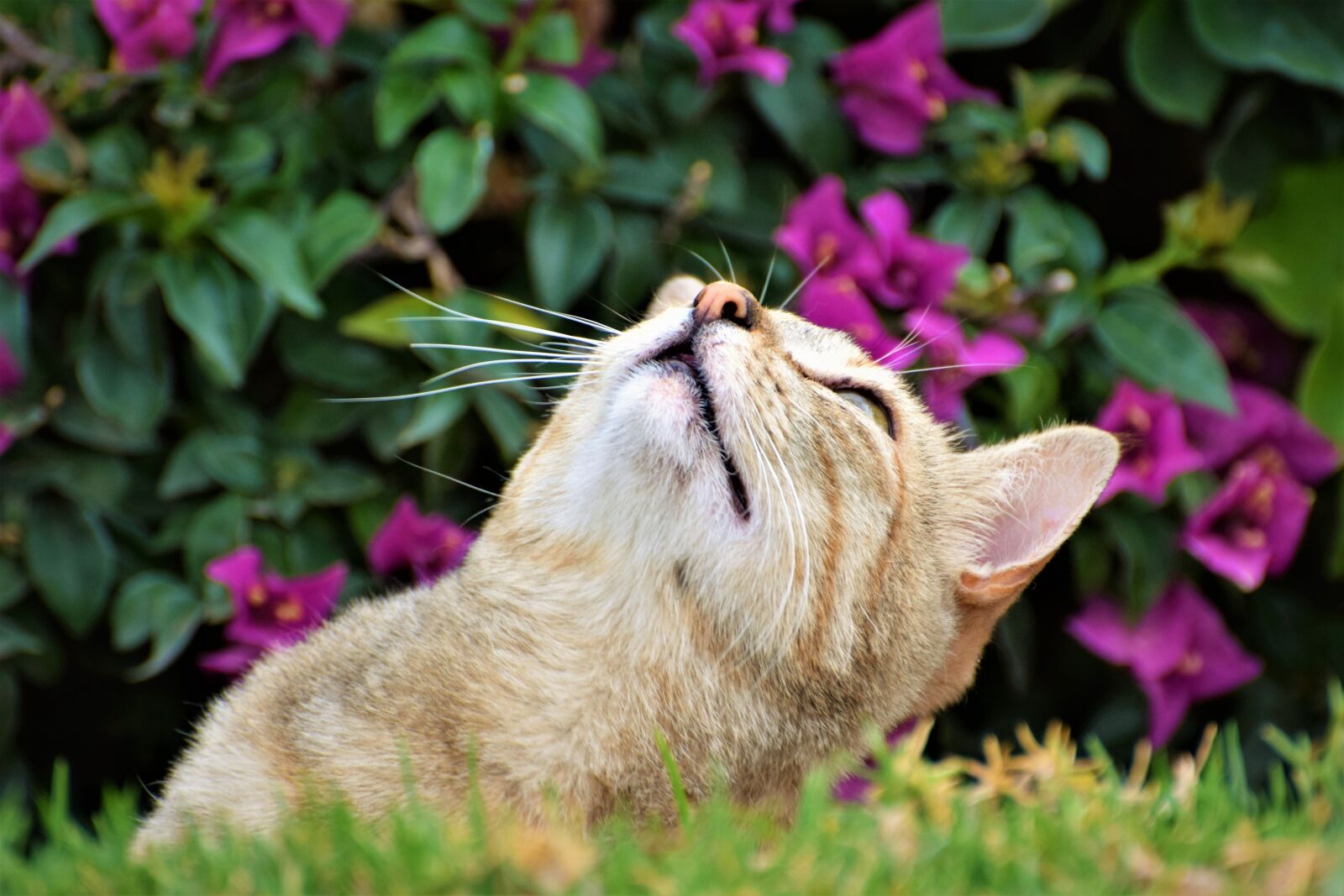 Nikon D3300 sample photo. Cat, predator, nature photography