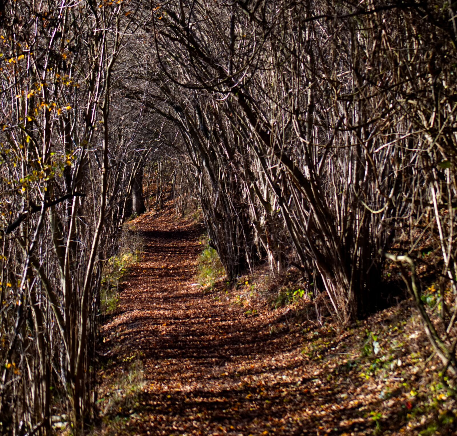Nikon D5500 sample photo. Away, trees, hiking photography