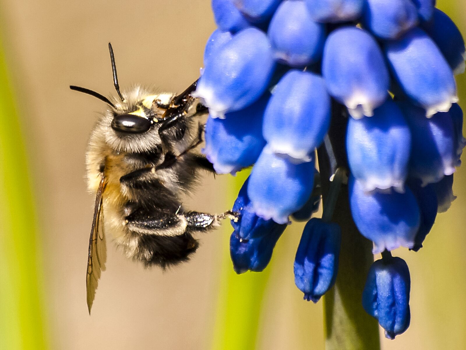 Olympus E-3 sample photo. Acker hummel, insect, animal photography