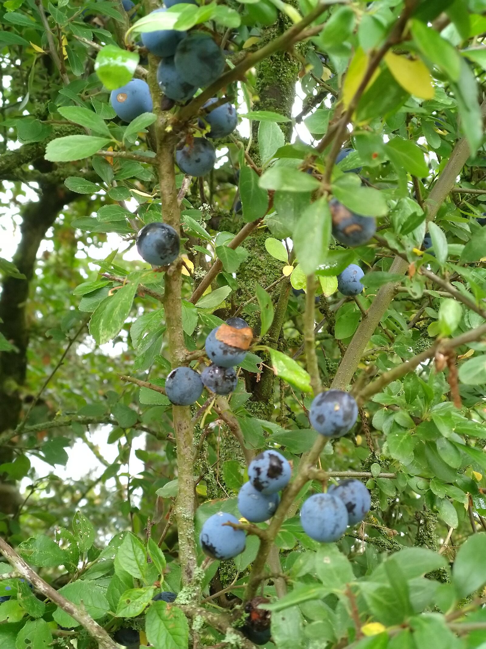 HMD Global Nokia 7 plus sample photo. Blueberries, blueberry, fruit photography