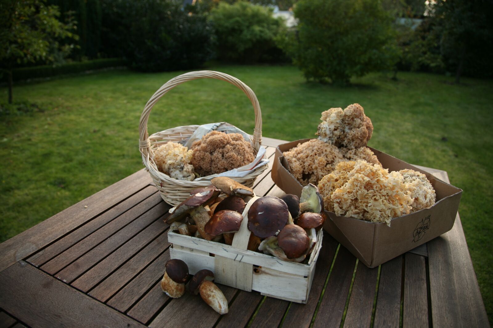 Canon EOS 5D sample photo. Cep, chestnut, cauliflower mushroom photography