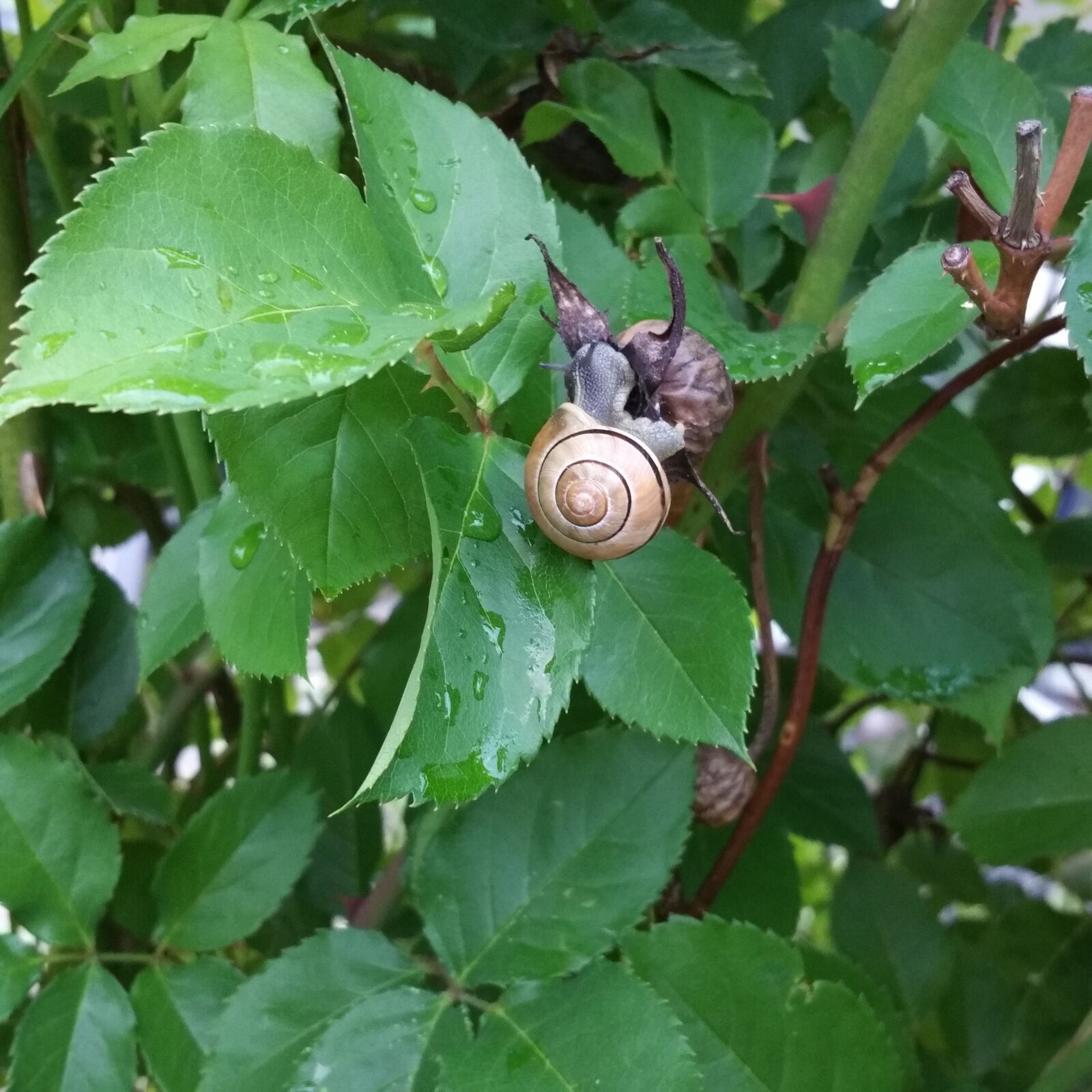 Samsung Galaxy Note4 sample photo. Slug, currant snail, snigelhus photography