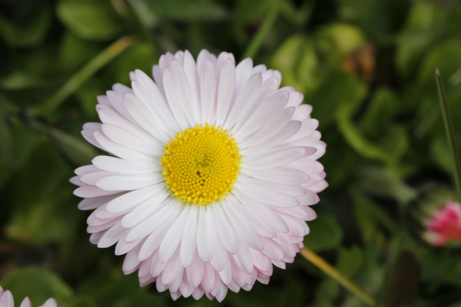 Canon EF 100mm F2.8L Macro IS USM sample photo. Flower, spring, nature photography