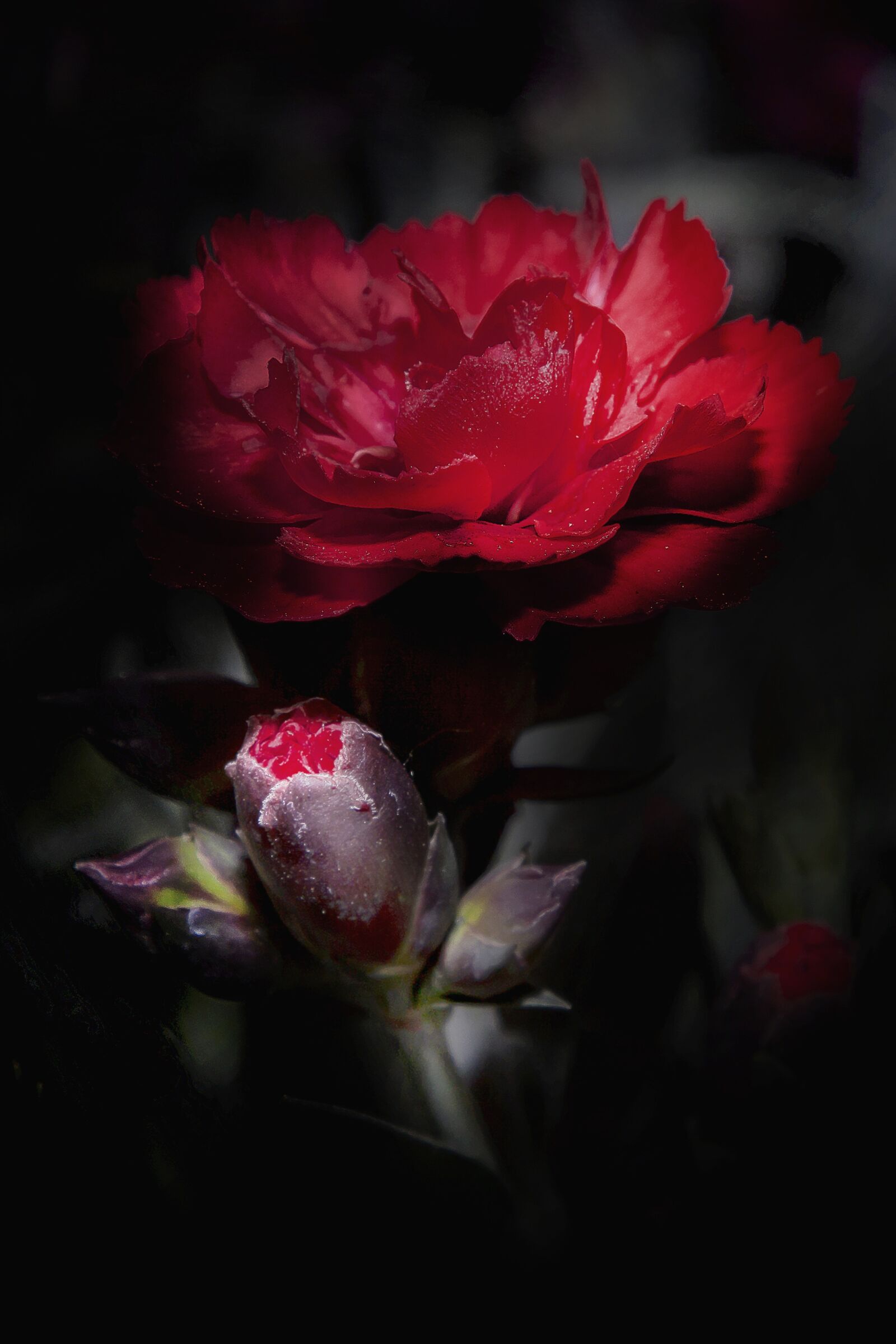 Canon EOS 50D + Canon EF 24-105mm F4L IS USM sample photo. Dianthus, carnation, red photography