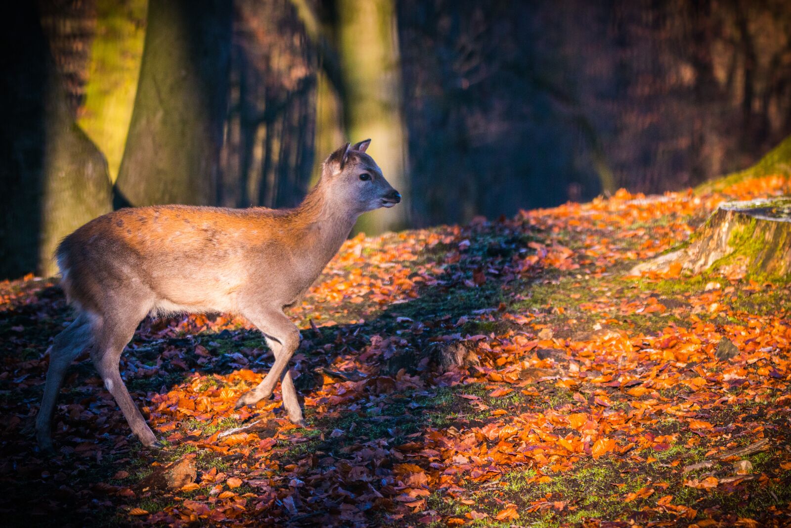 150-600mm F5-6.3 DG OS HSM | Contemporary 015 sample photo. Roe deer, hirsch, red photography