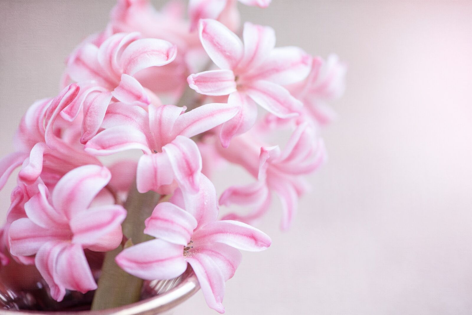 Nikon D750 sample photo. Flower, hyacinth, pink flower photography