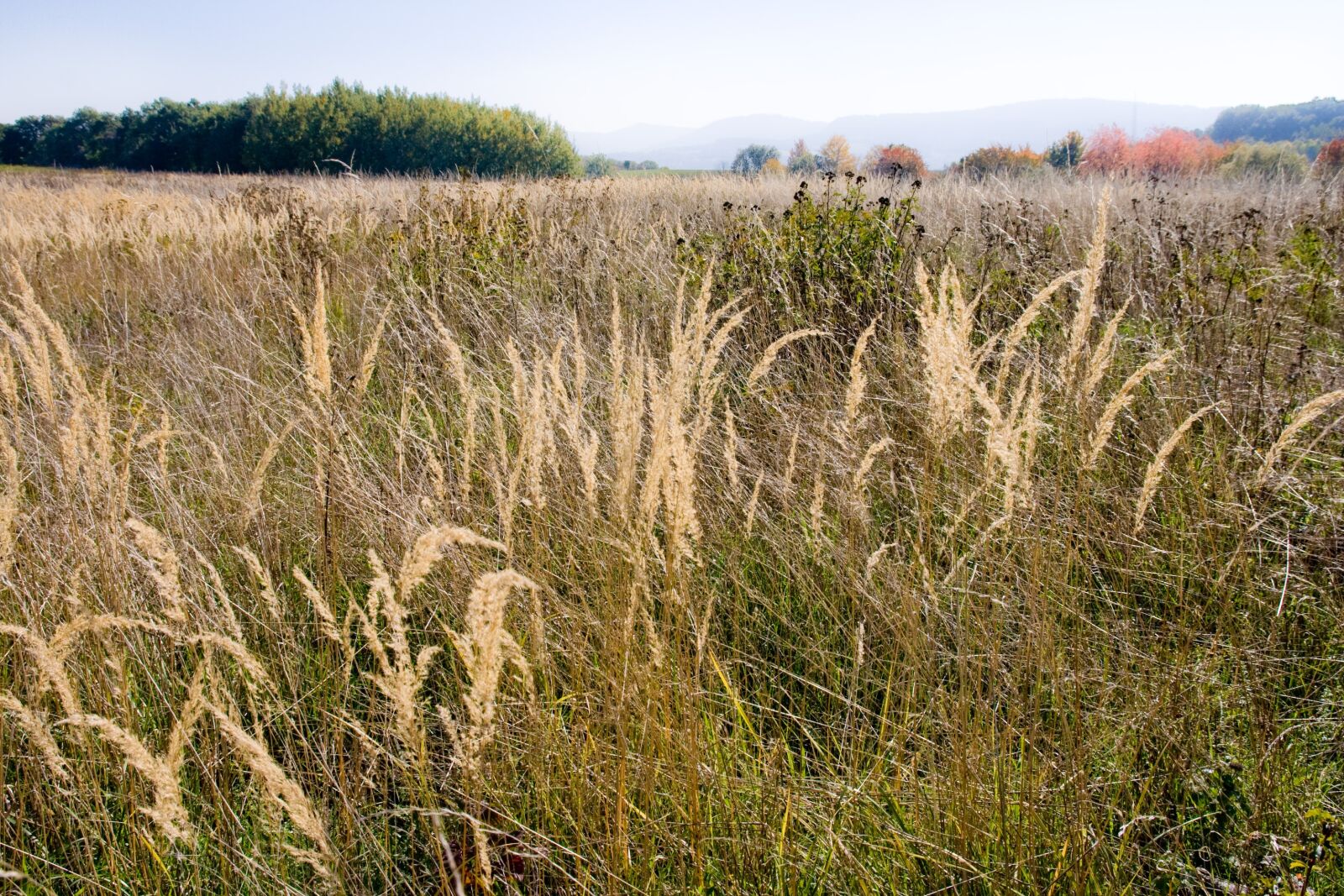 Canon EOS 400D (EOS Digital Rebel XTi / EOS Kiss Digital X) sample photo. Meadow, grass, autumn photography