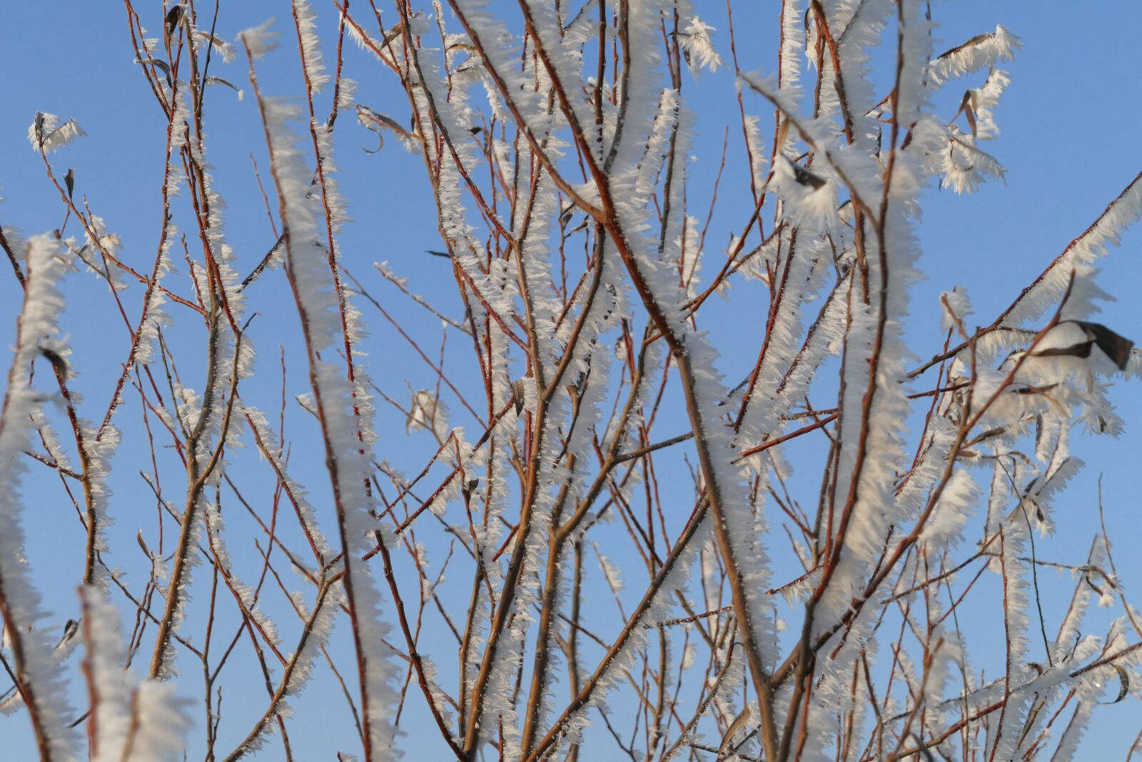 Panasonic Lumix DMC-FZ1000 sample photo. Winter, icing, frost photography