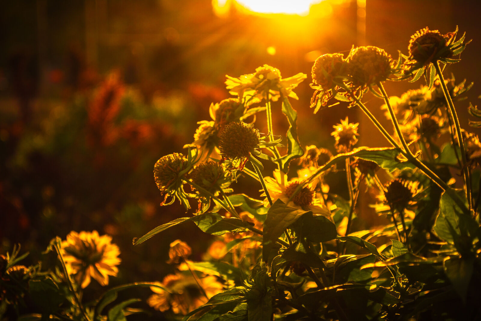 Nikon D3100 sample photo. Autumn, city, park, flowers photography