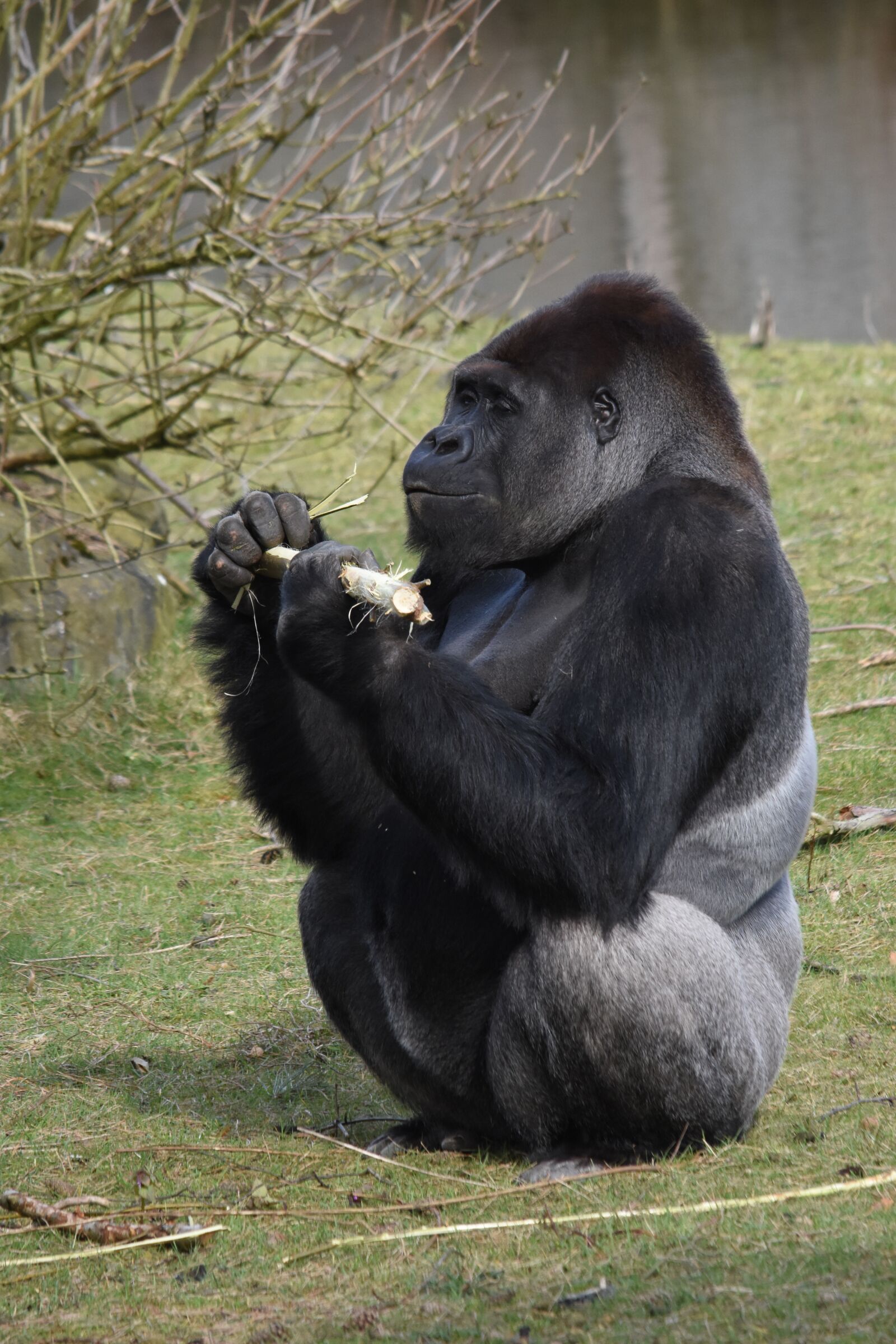 Nikon D7200 sample photo. Mammals, monkey, hominoidea photography