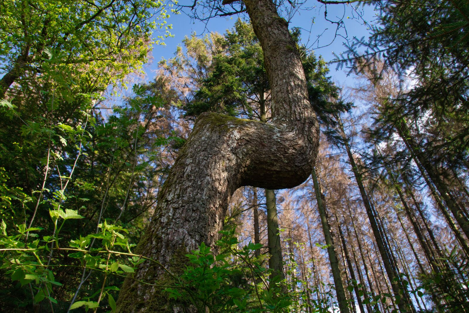 Canon EOS 800D (EOS Rebel T7i / EOS Kiss X9i) sample photo. Forest, germany, siegerland photography