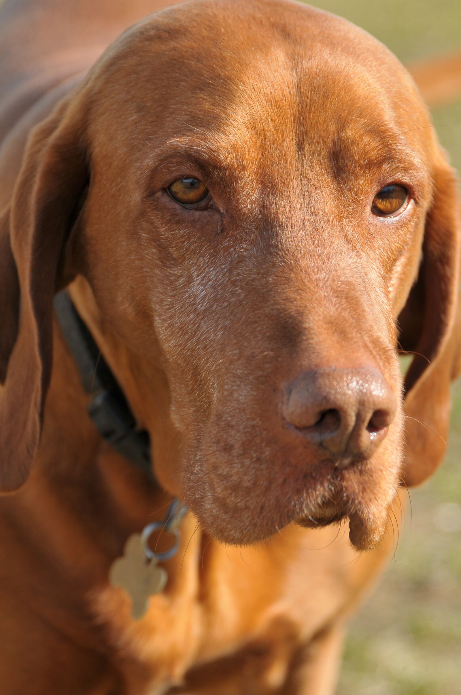 Nikon D300 sample photo. Dog, pets, hungarian hound photography