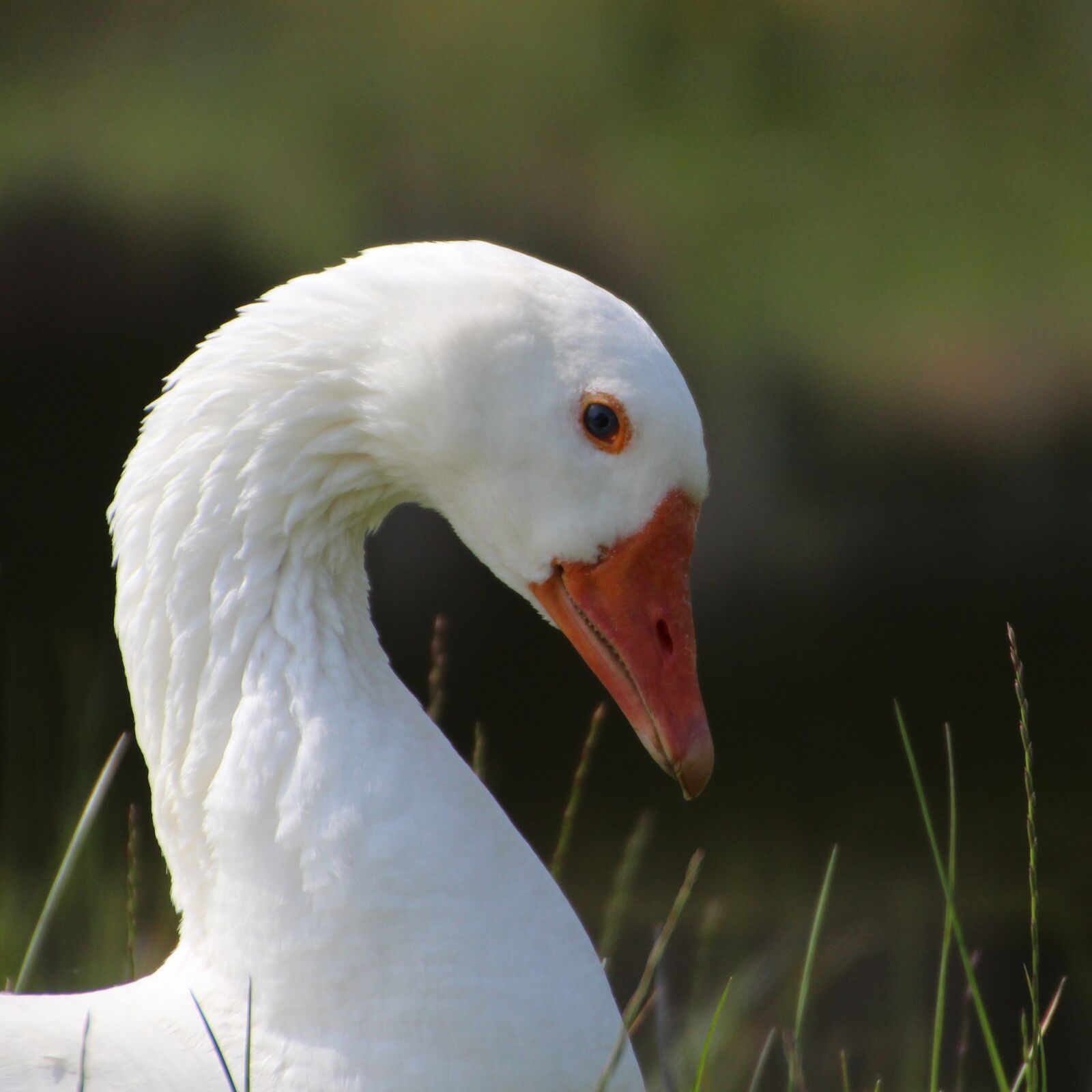 Canon EOS 100D (EOS Rebel SL1 / EOS Kiss X7) sample photo. Goose, close up, waterfowl photography