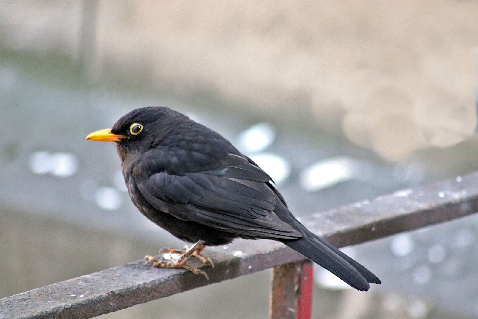 Canon EOS 800D (EOS Rebel T7i / EOS Kiss X9i) sample photo. Merle black, birds, sparrows photography