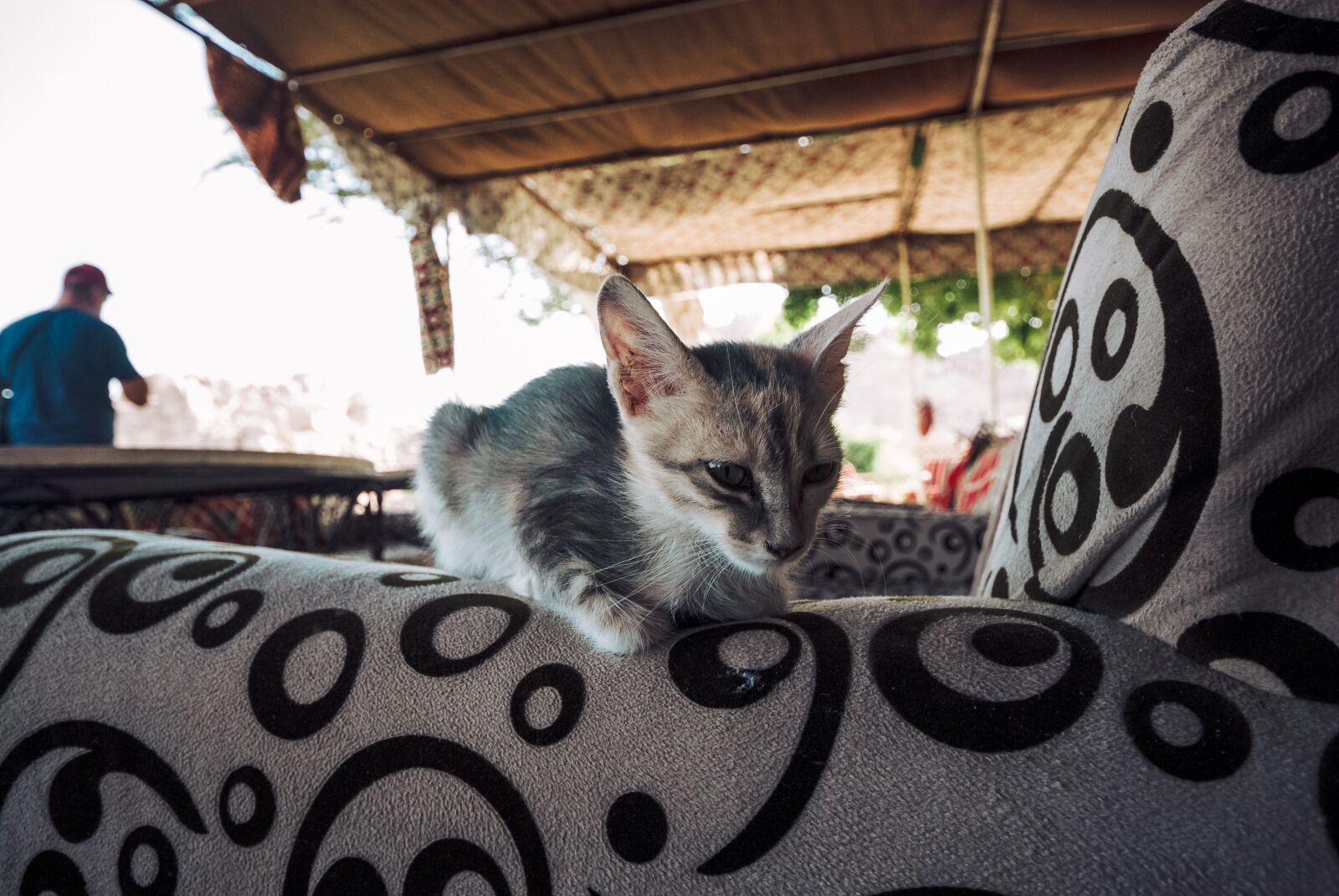 Nikon D200 sample photo. Cat, animals, egypt photography