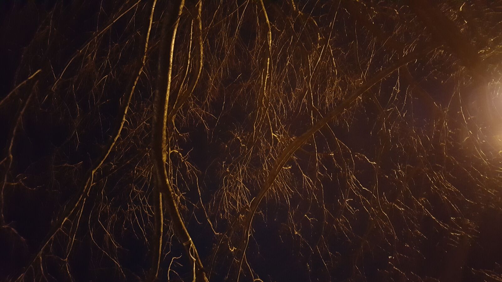 Samsung Galaxy S6 sample photo. Tree, aesthetic, night photography