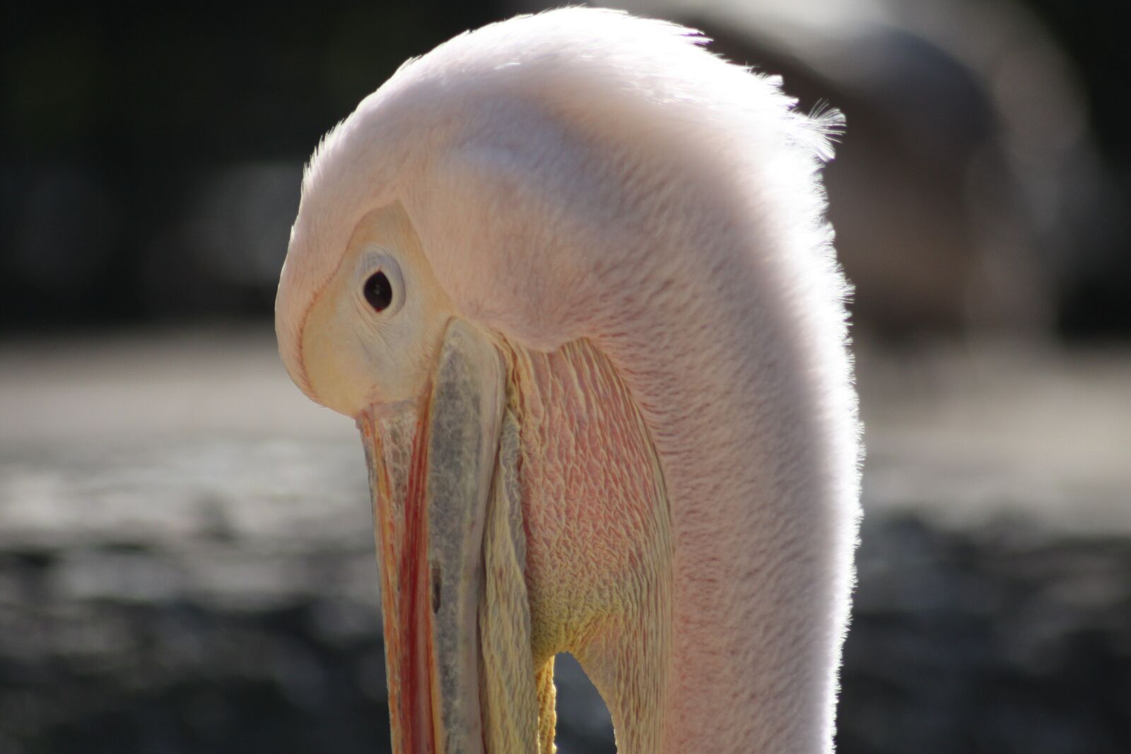 Canon EOS 50D sample photo. Pelikan, bird, head photography