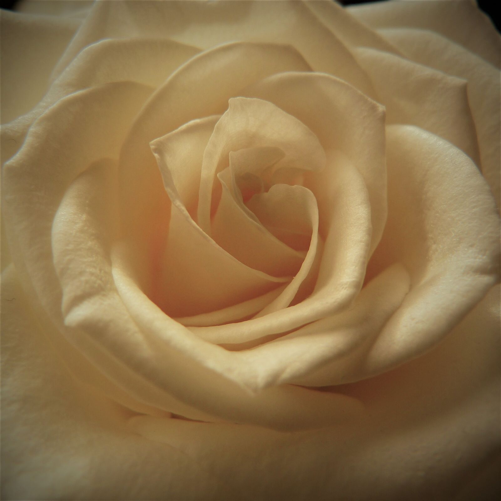 Panasonic Lumix DMC-FZ40 (Lumix DMC-FZ45) sample photo. Rose, affection, anniversary photography