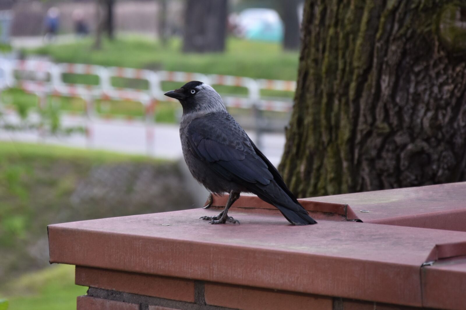 Nikon D7200 sample photo. Bird, crow, nature photography